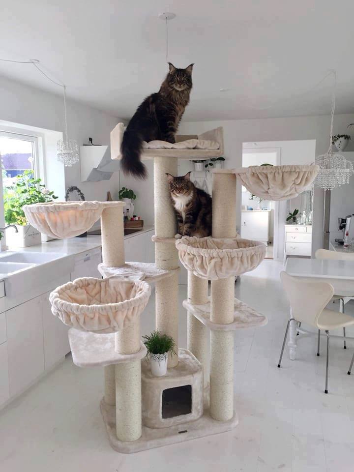 Arbre à chat Maine Coon Fantasy Plus (crème) LIVRAISON GRATUITE Cat