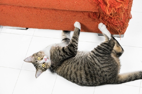 Comment Eviter Les Marques De Griffures De Chat Sur Les Meubles Livraison Gratuite Cat Tree Fr